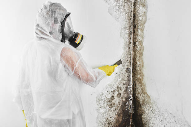 Best Local Mold Removal Service  in Village Of Oak Creek, AZ