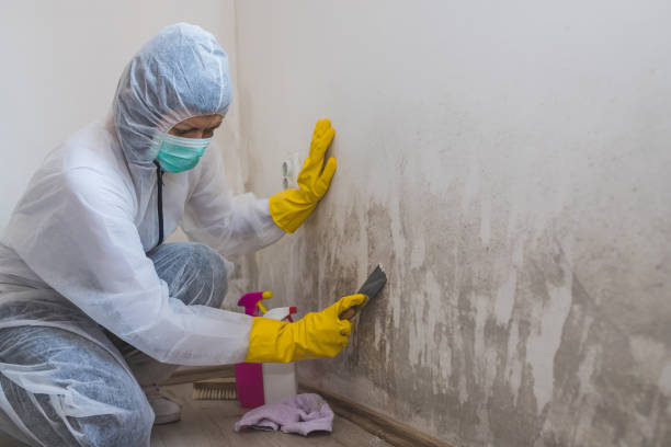 Best Toxic Mold Removal  in Village Of Oak Creek, AZ