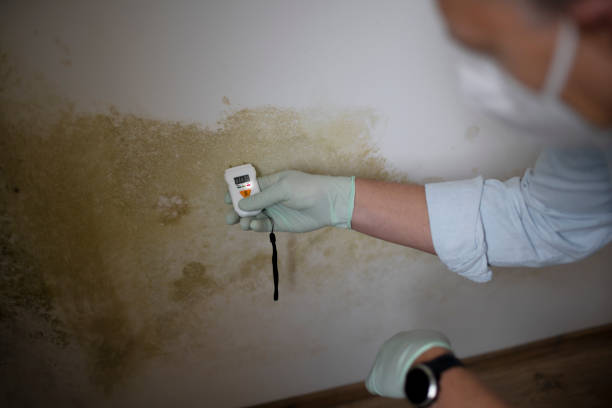 Best Black Mold Removal  in Village Of Oak Creek, AZ