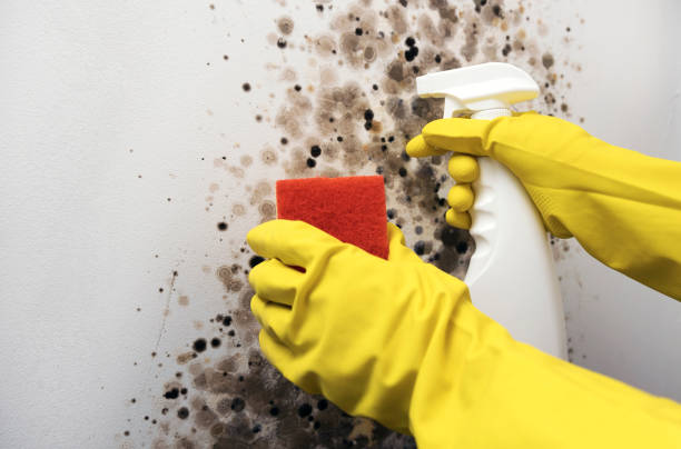 Best Black Mold Removal  in Village Of Oak Creek, AZ