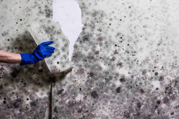 Mold Testing and Removal in Village Of Oak Creek, AZ